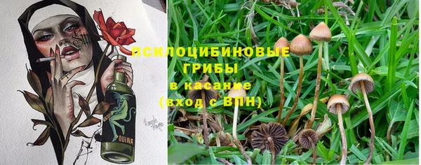 прущие грибы Белоозёрский